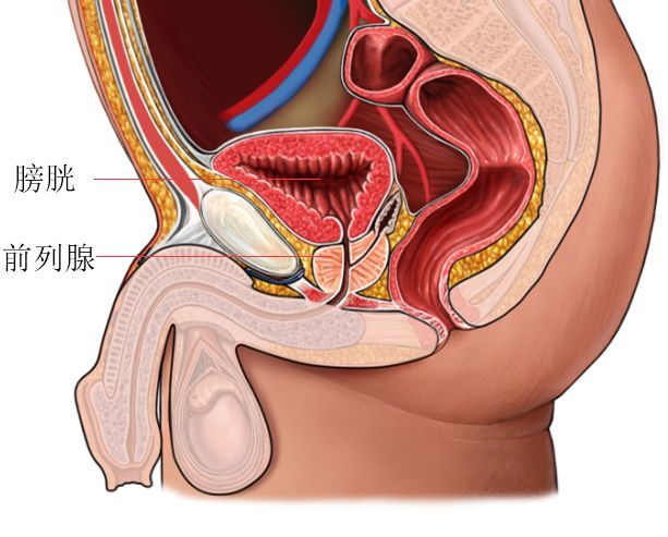 前列腺图片.jpg